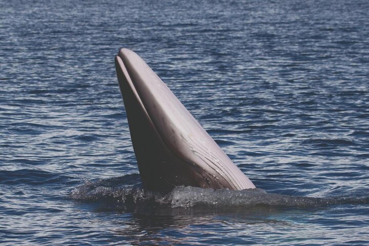 una coda di balena che spunta dall'acqua