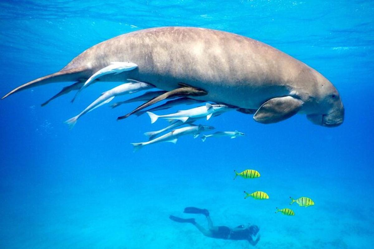 seekor anjing laut berenang di laut bersama ikan