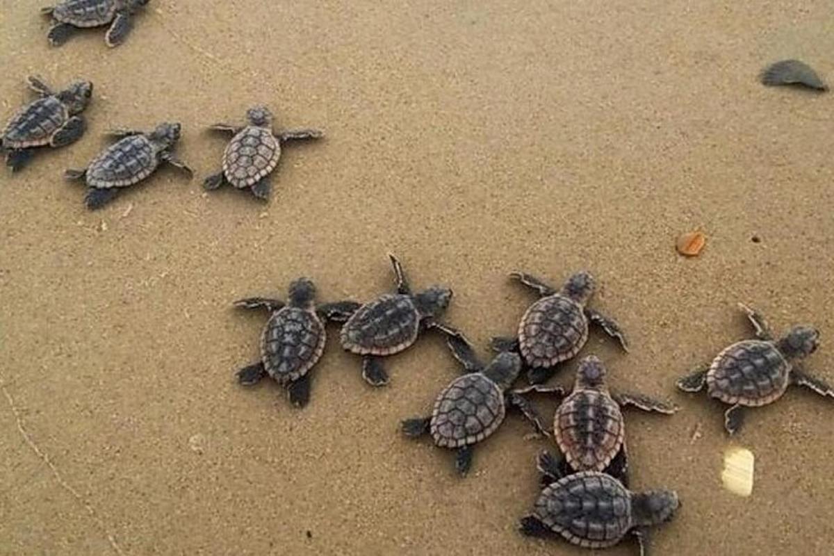 a group of turtles walking on the sand