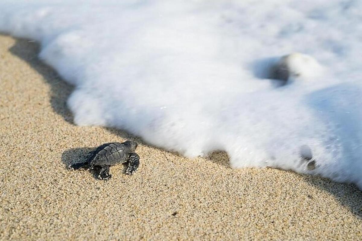 a small turtle walking on the sand on a beach