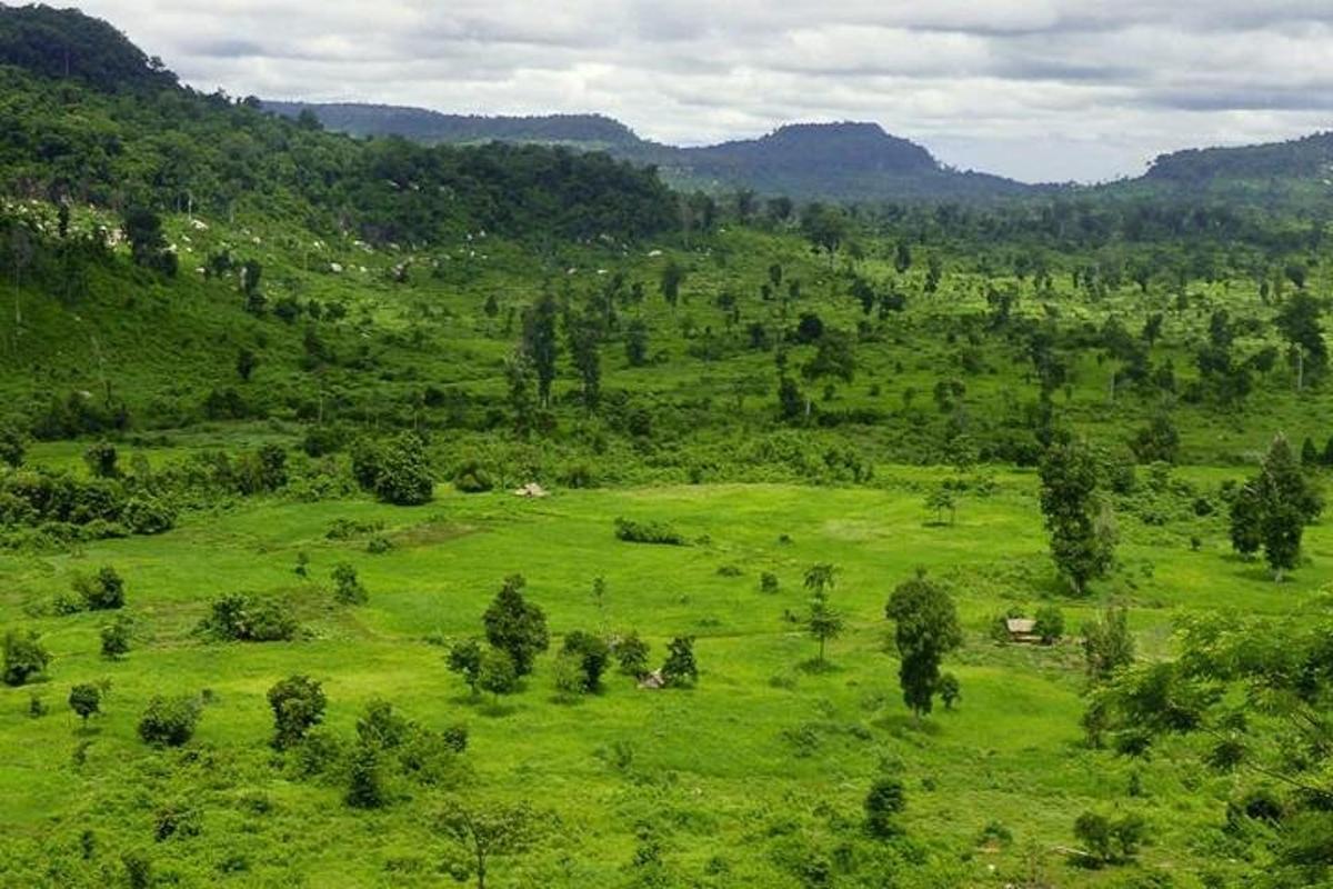 ein grünes Feld mit Bäumen auf einem Berg