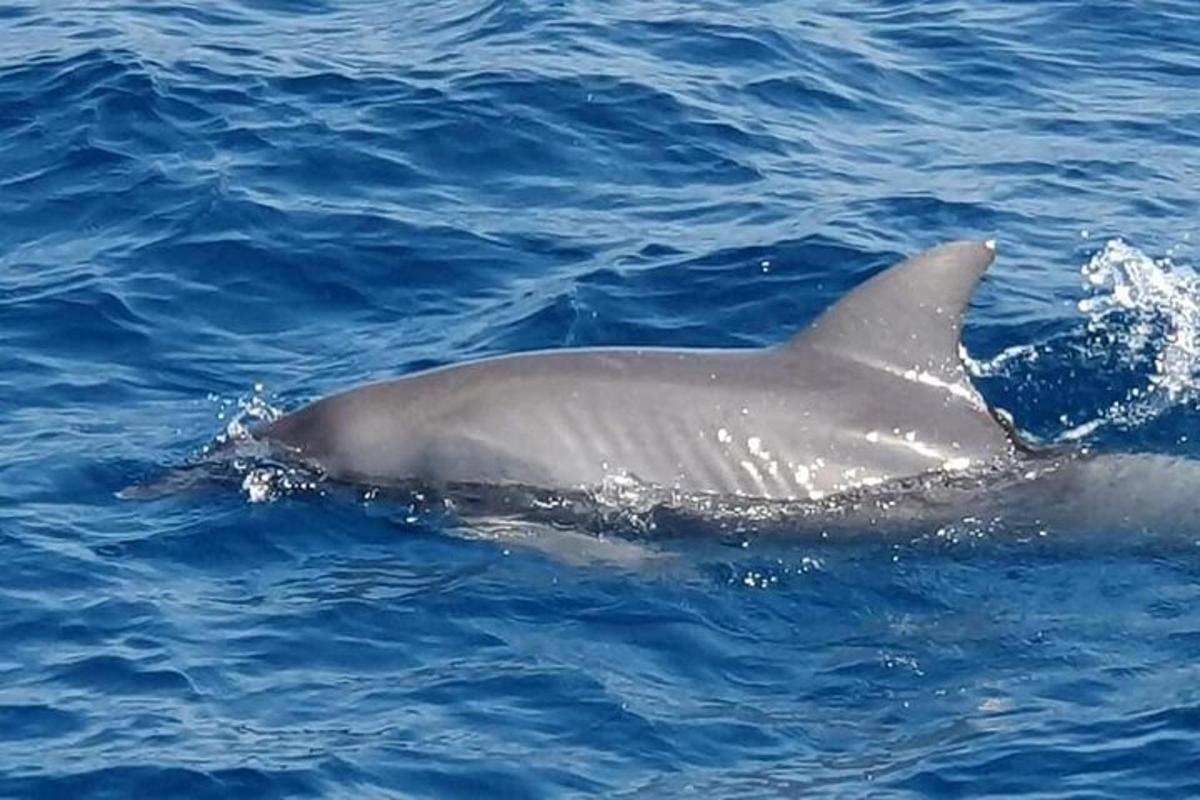 un dauphin nageant dans l'eau bleue
