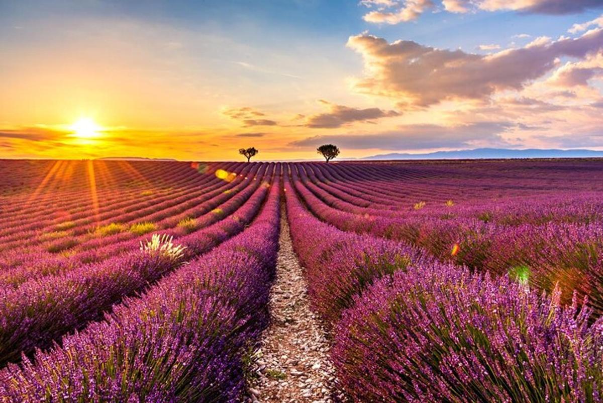 isang patlang ng lavender na may paglubog ng araw sa background
