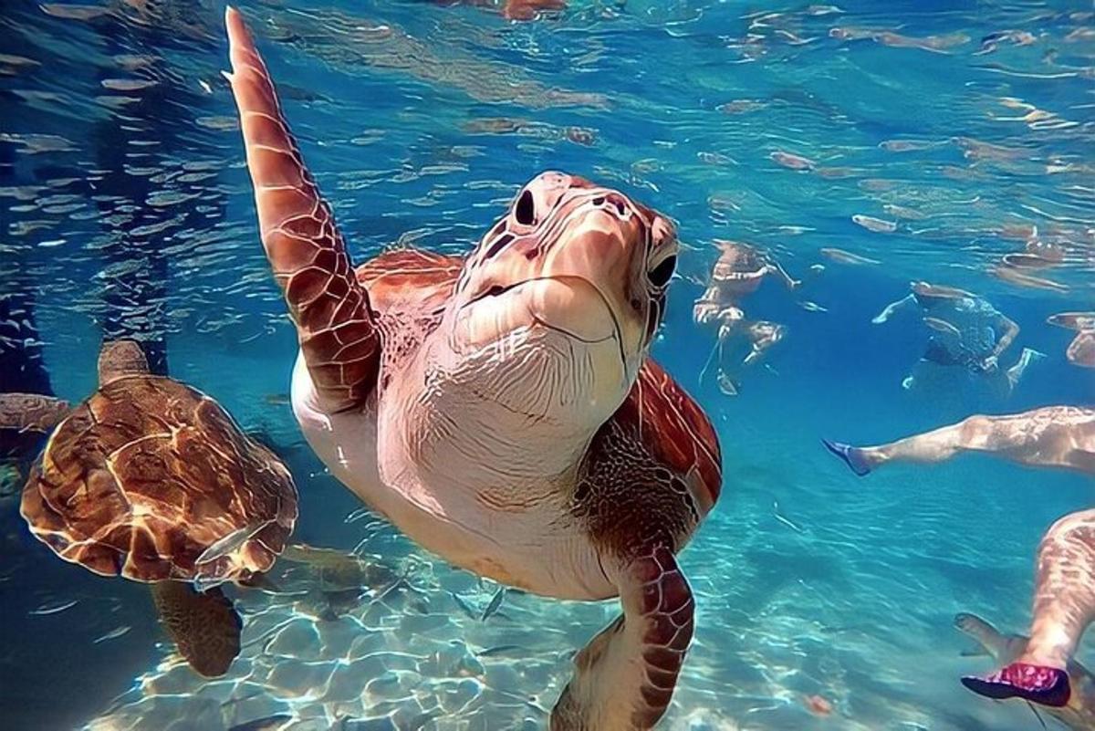 зелена морска корњача плива у води