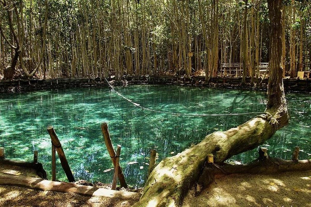 a pool of water with a tree in the middle