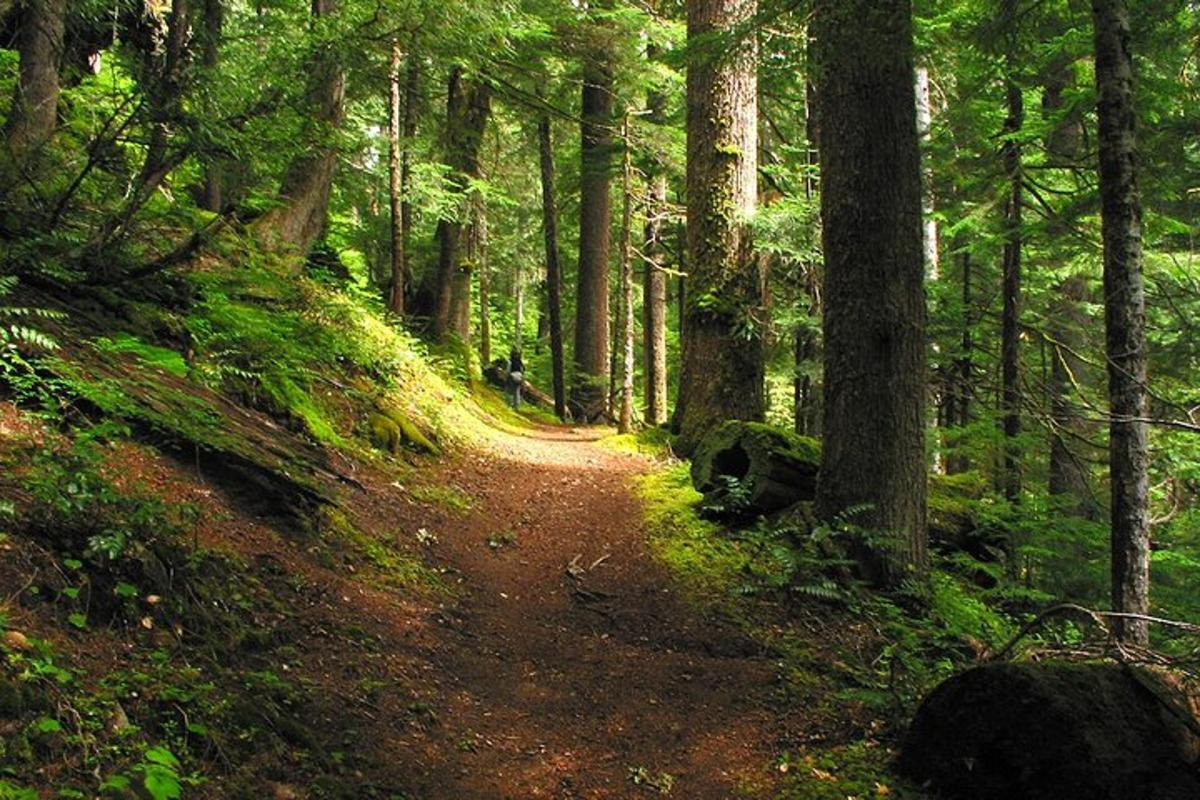 jejak tanah di dalam hutan dengan pokok