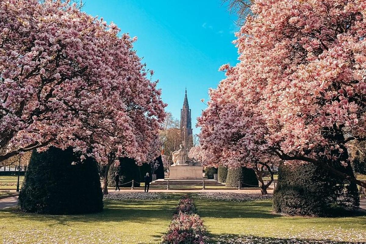 um grupo de árvores com flores rosas em um parque