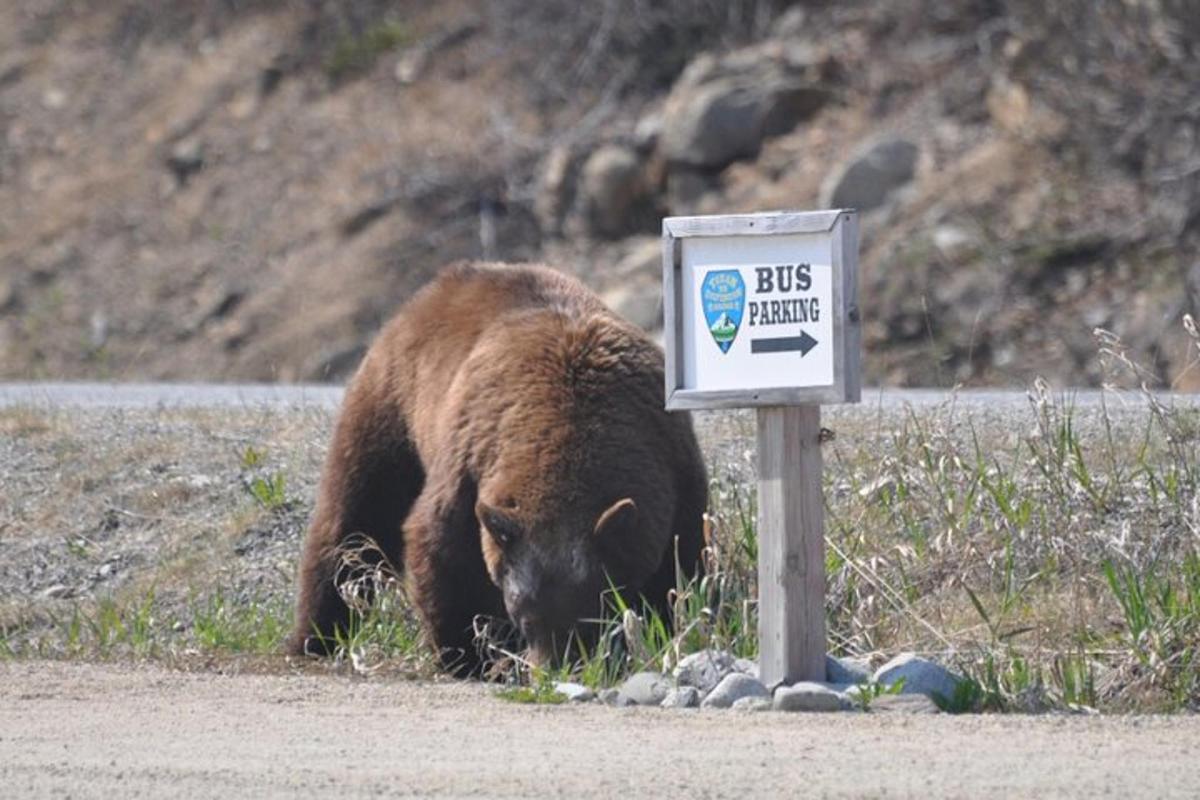 a brown bear eating grass next to a sign