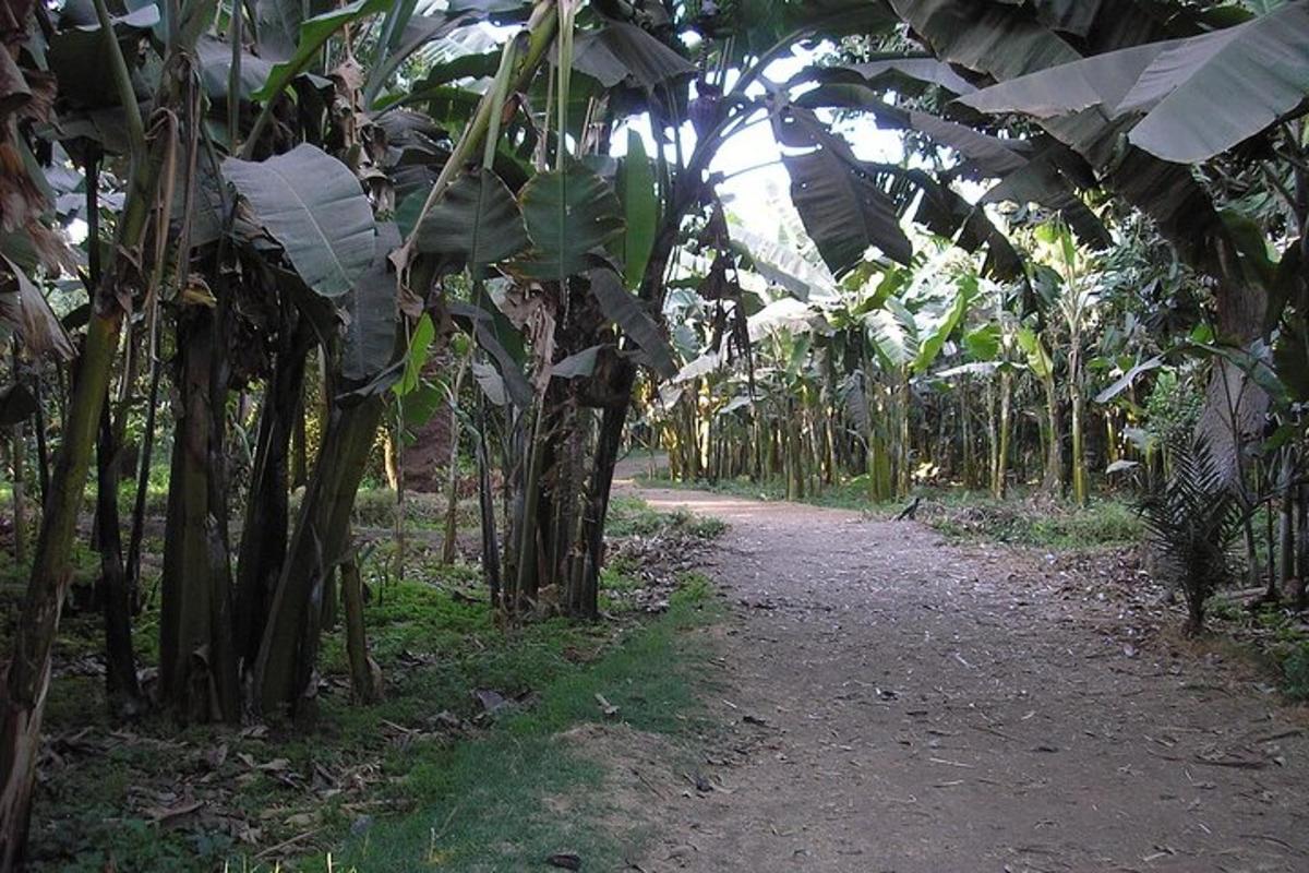 a dirt path through a banana plantation with trees