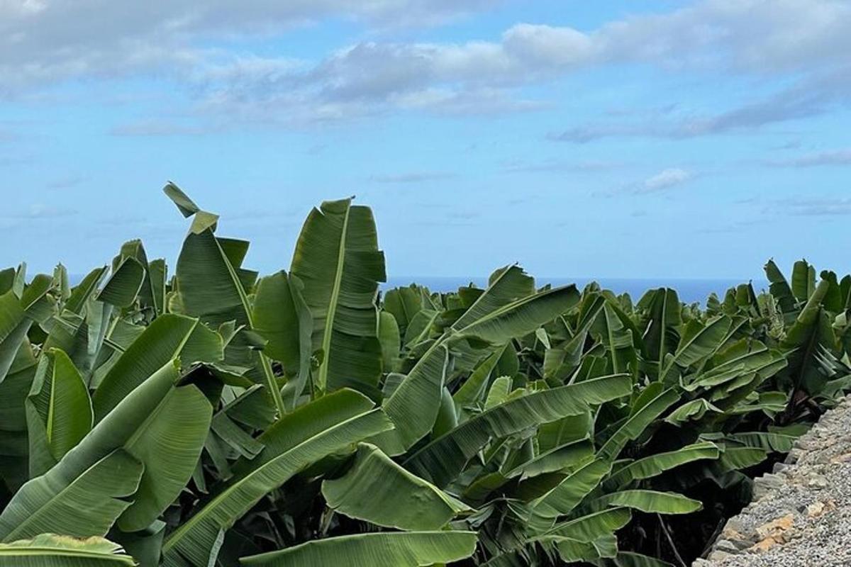a bunch of banana plants in a field