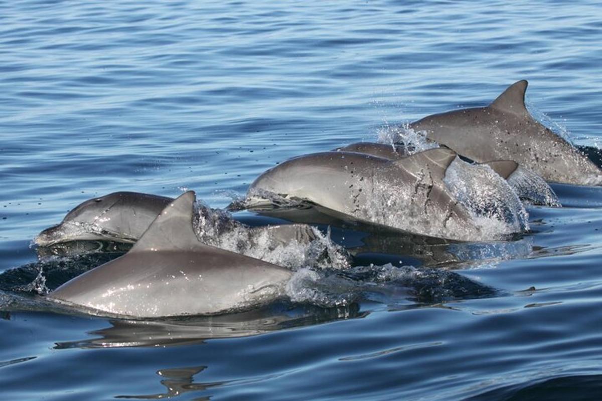 un grupo de delfines nadando en el agua