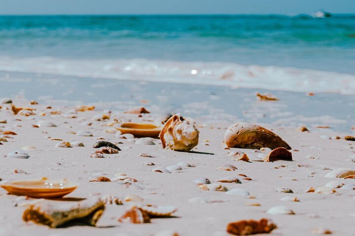 uma praia com conchas na areia e o oceano