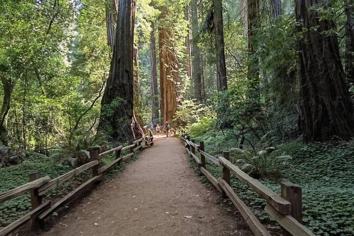 un sentiero in una foresta con una staccionata in legno