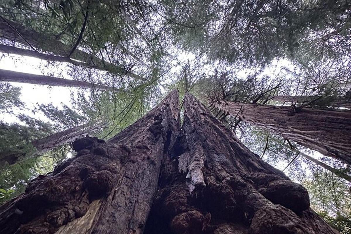 una vista della cima di un grande albero