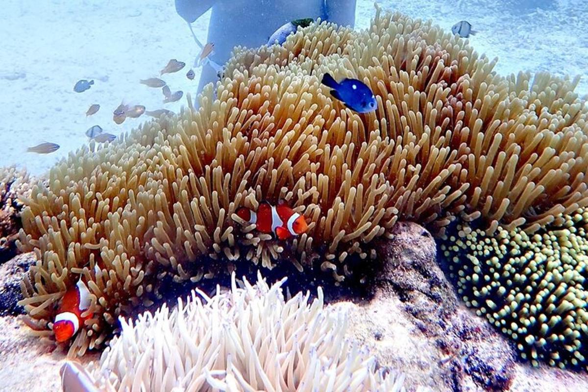 a clown fish on an anemostriction of a reef