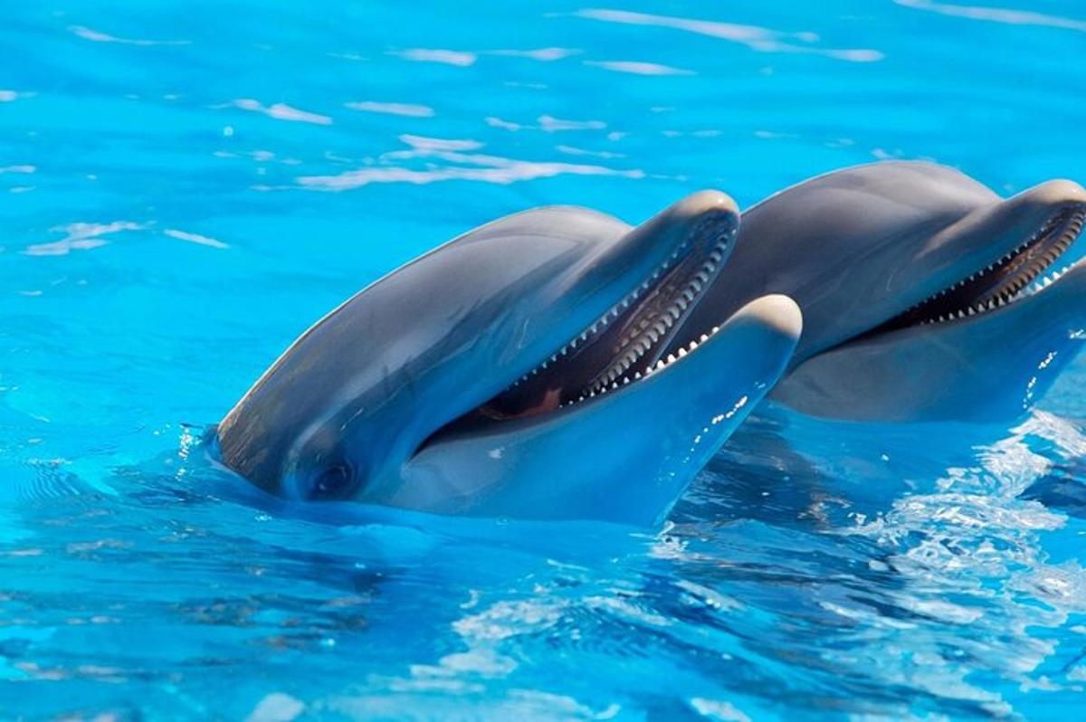 two dolphins in the water in a pool