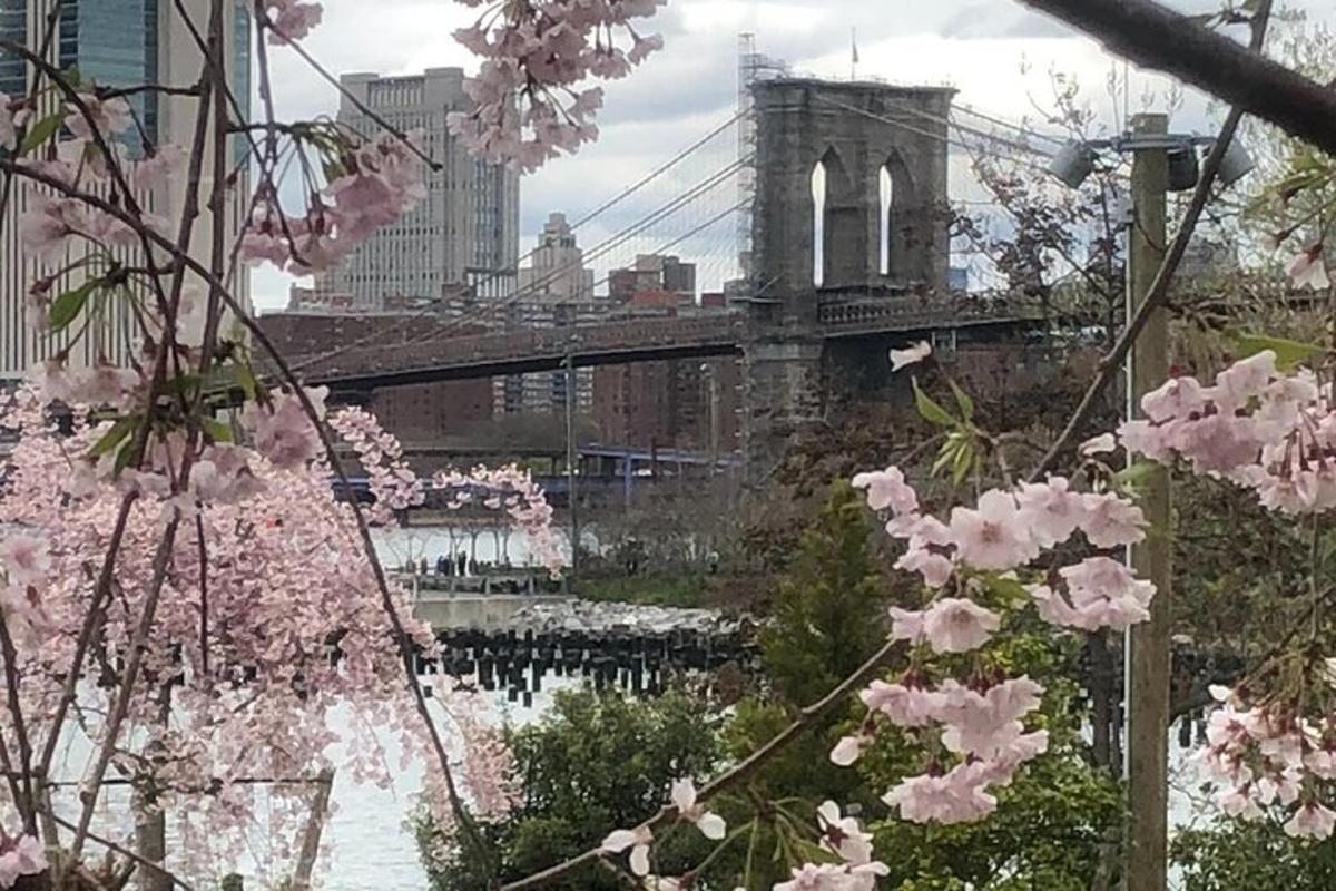 a view of the brooklyn bridge with pink flowers