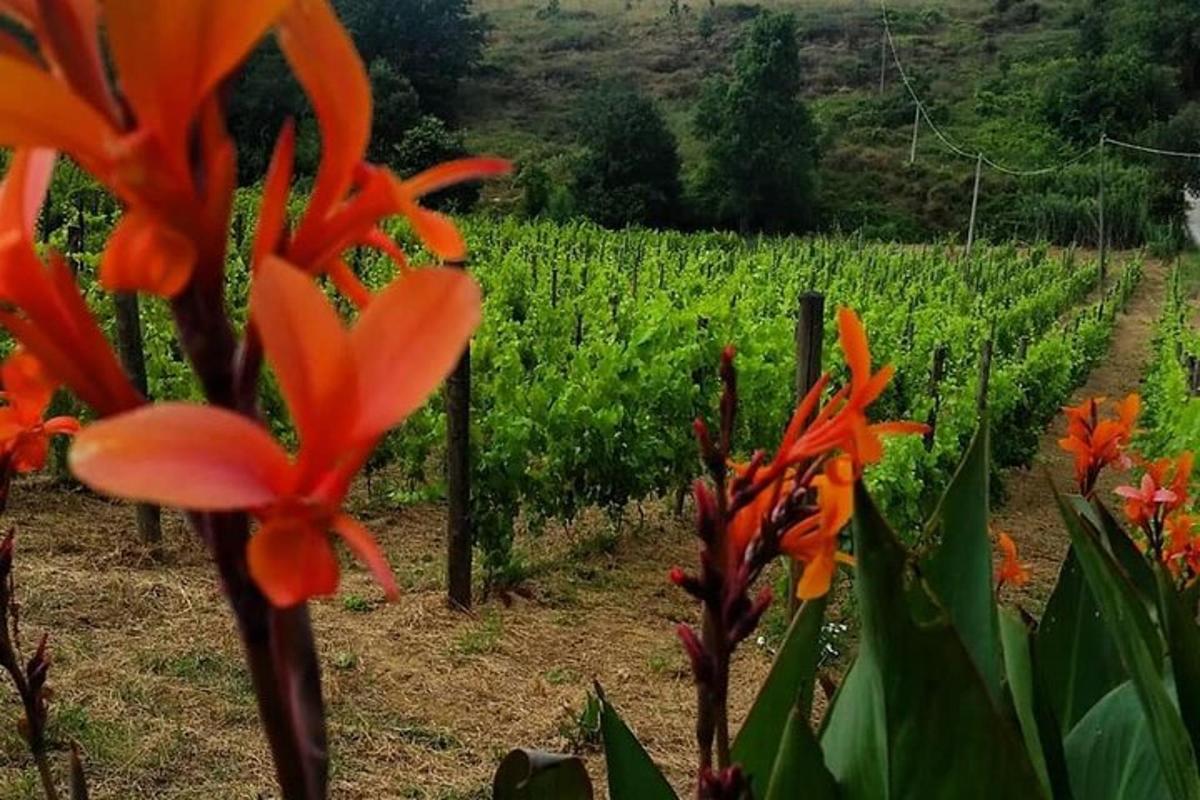 una flor taronja davant d'un camp de conreu