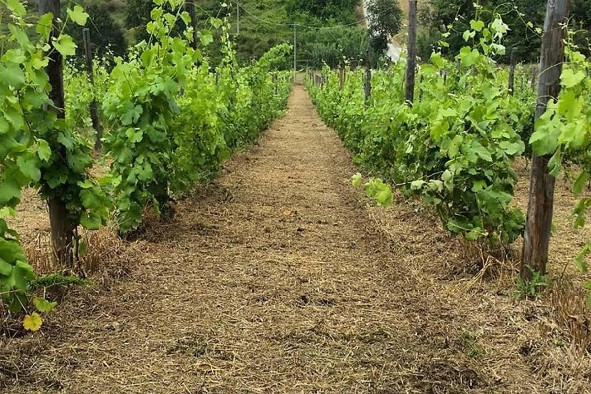 eine Reihe grüner Weinreben auf einem Feld