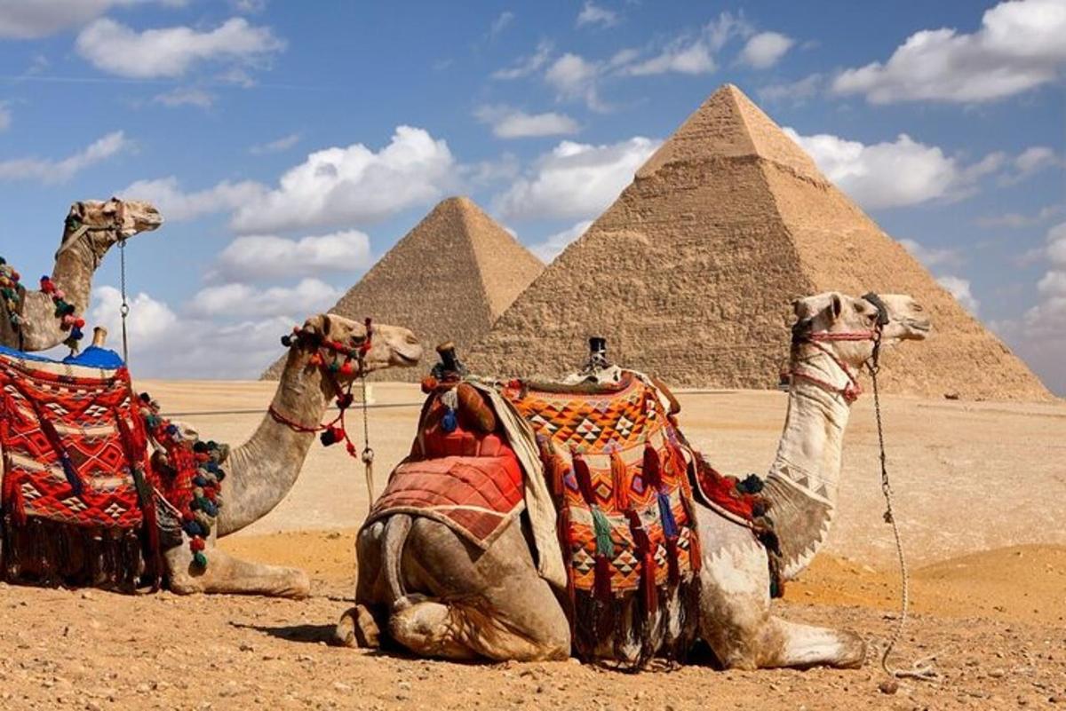 two camels sitting in the desert near the pyramids