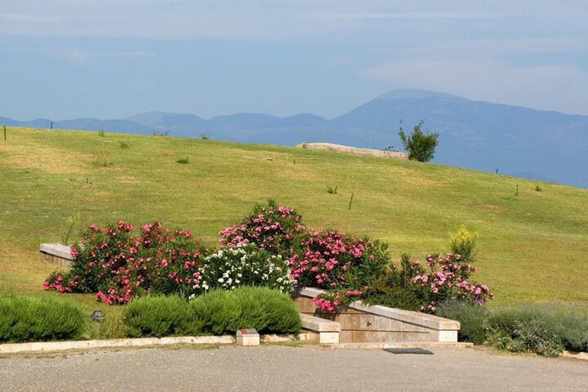 un campo di fiori su una collina con montagne sullo sfondo