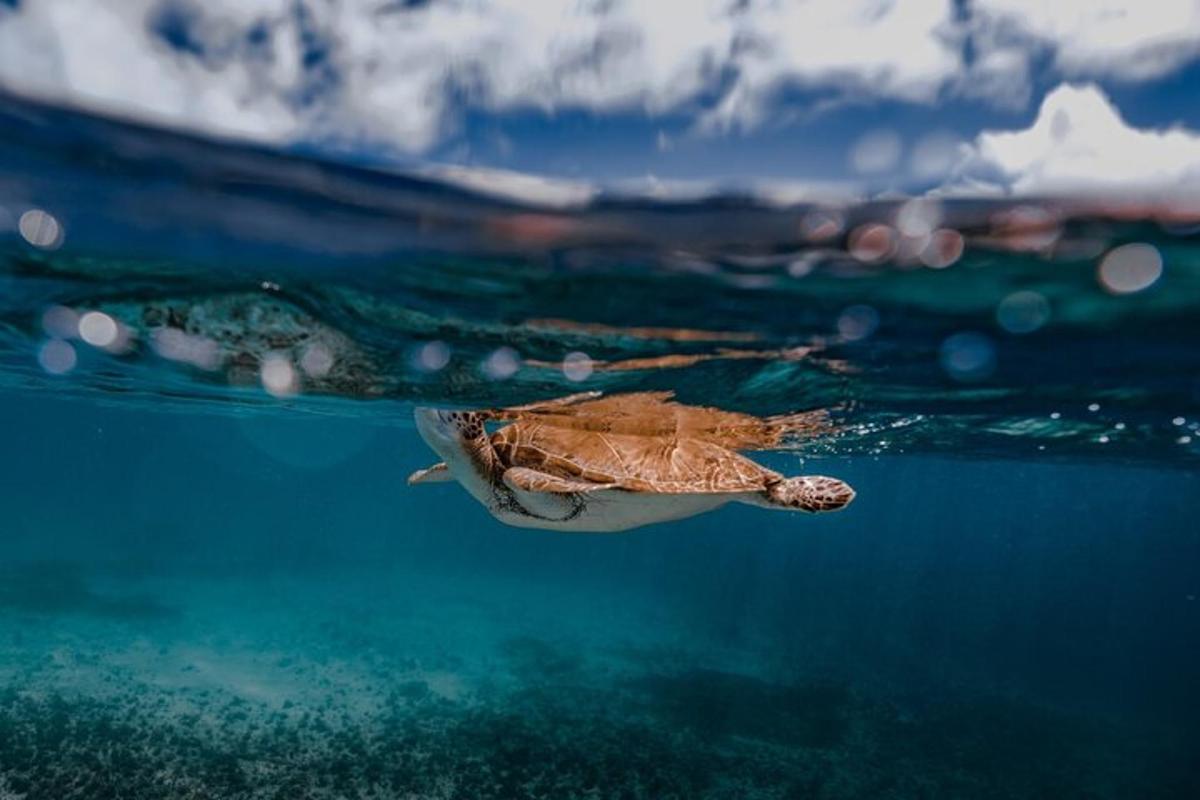 a sea turtle swimming in the water