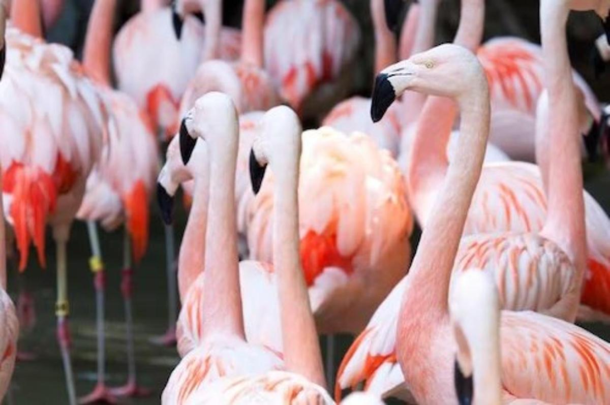 a group of pink flamingos standing in a group
