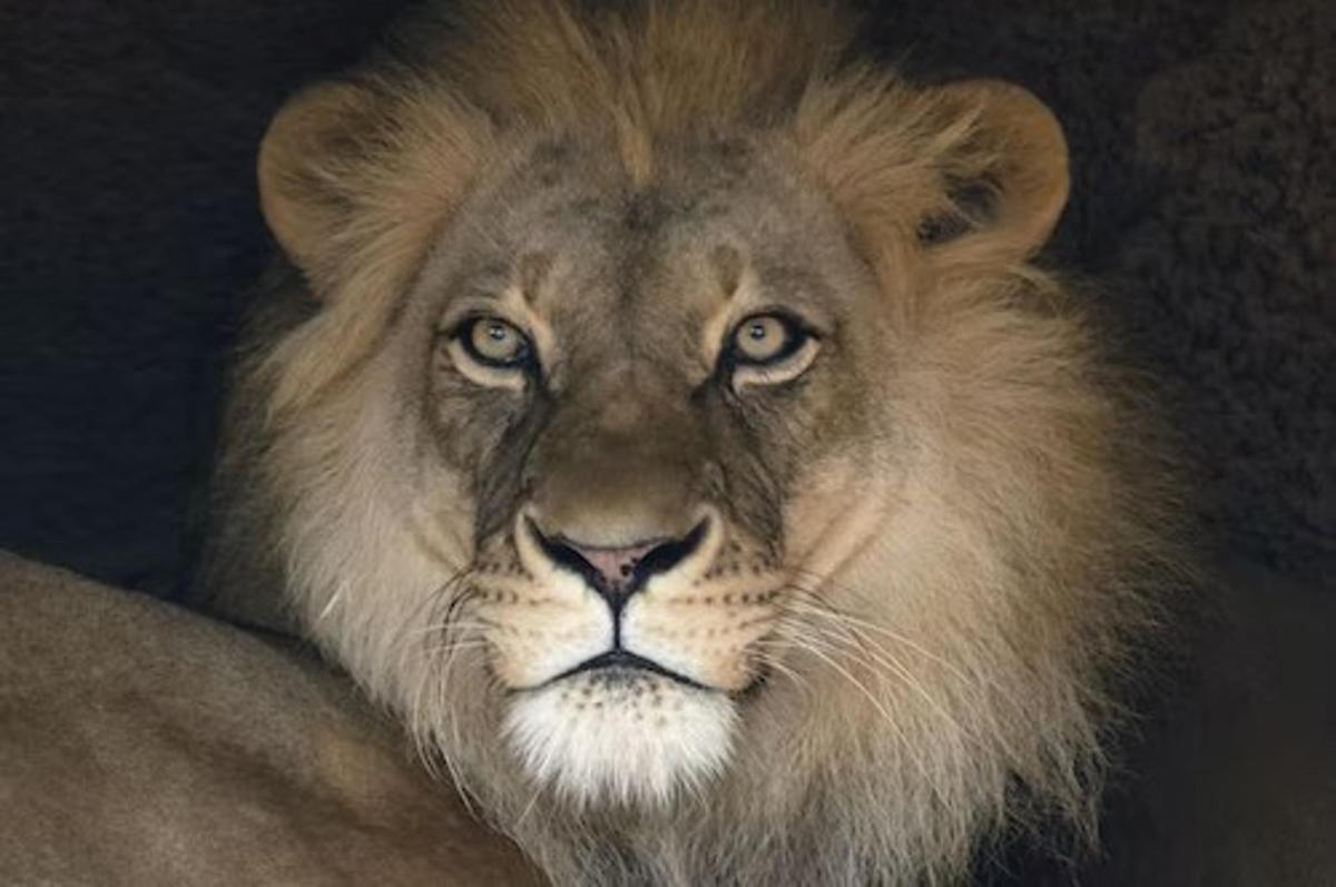 a lion is looking at the camera with itsigunigunigunigunigunigunigun