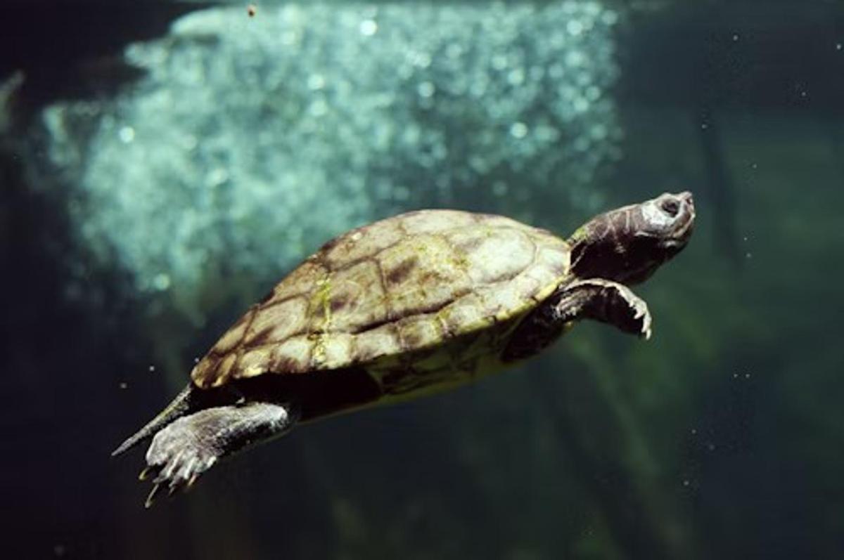 a turtle swimming in the water in an aquarium