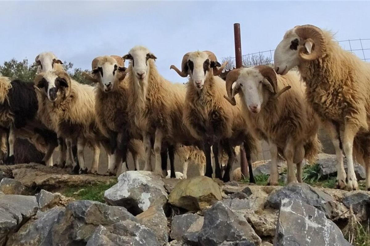 a herd of sheep standing next to some rocks