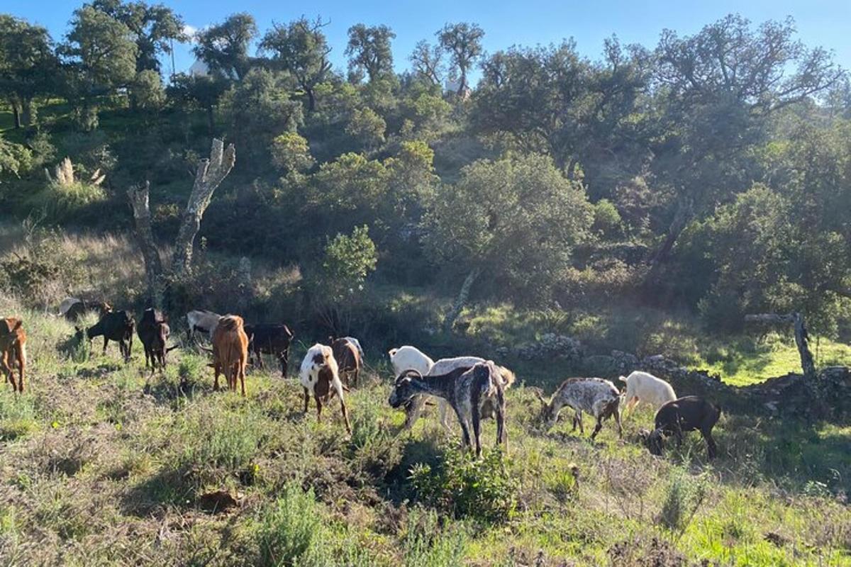 una mandria di animali al pascolo in un campo