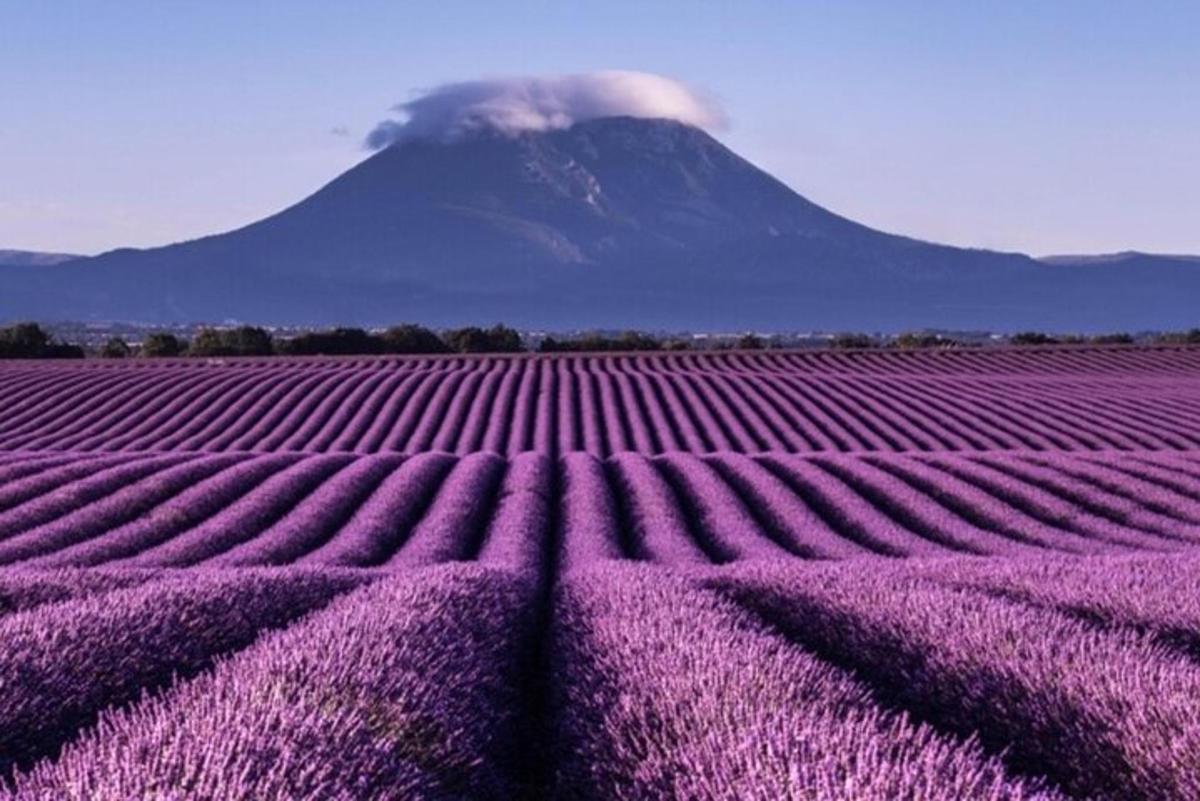 ladang lavender dengan latar belakang gunung