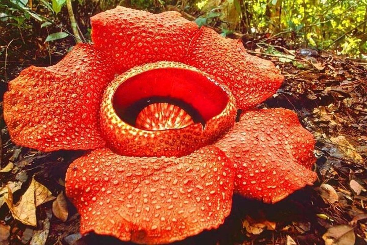 una gran flor vermella asseguda a terra