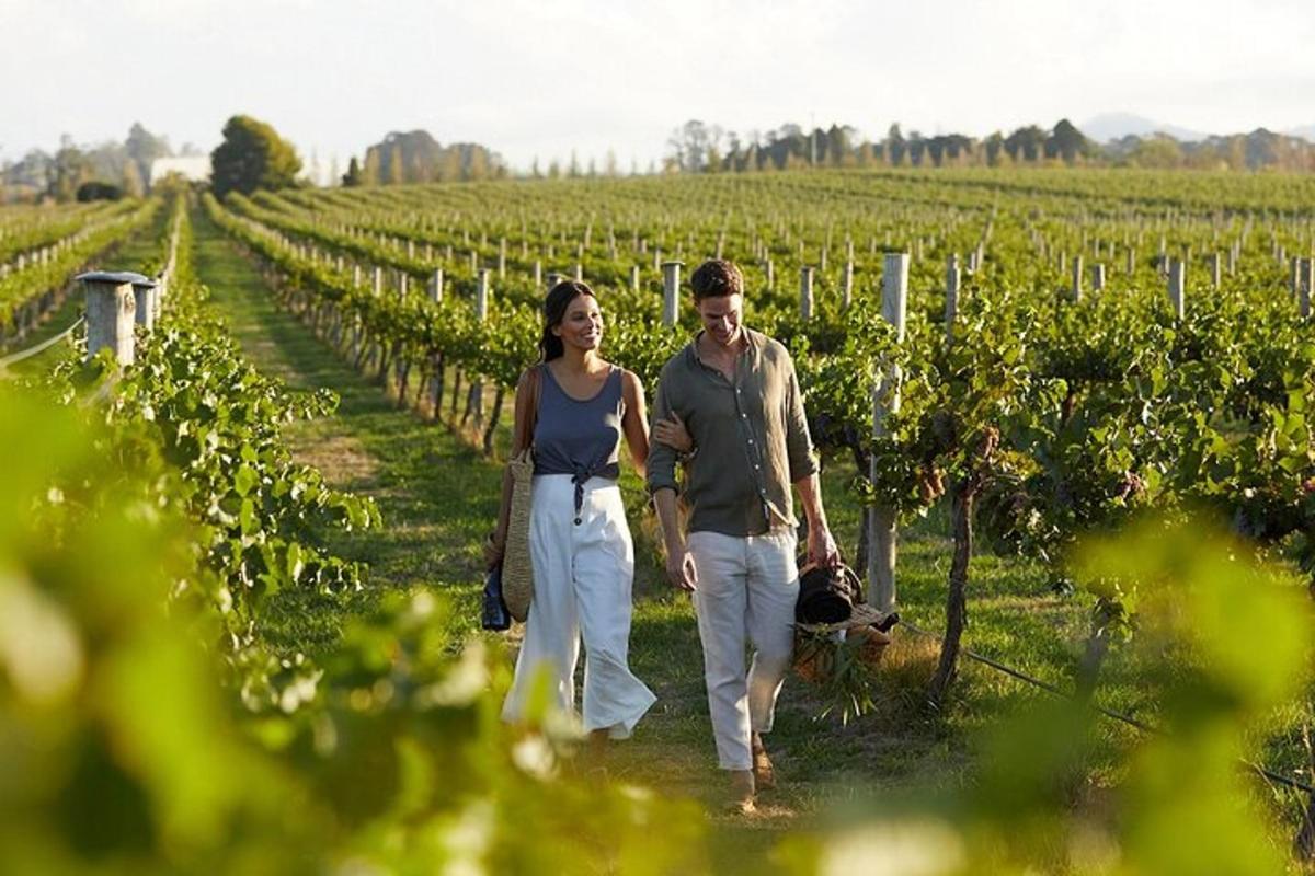 un uomo e una donna che camminano attraverso un vigneto