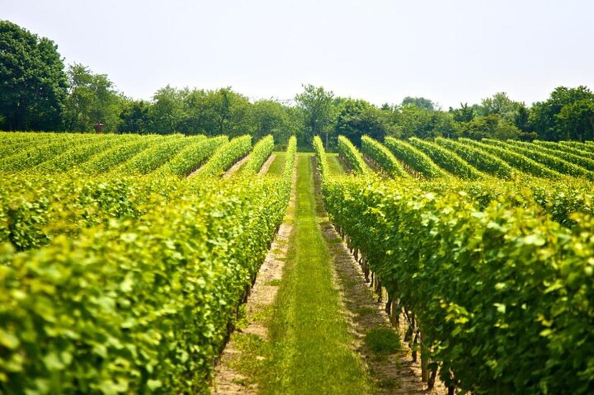 un campo di coltivazioni di soia in una fattoria