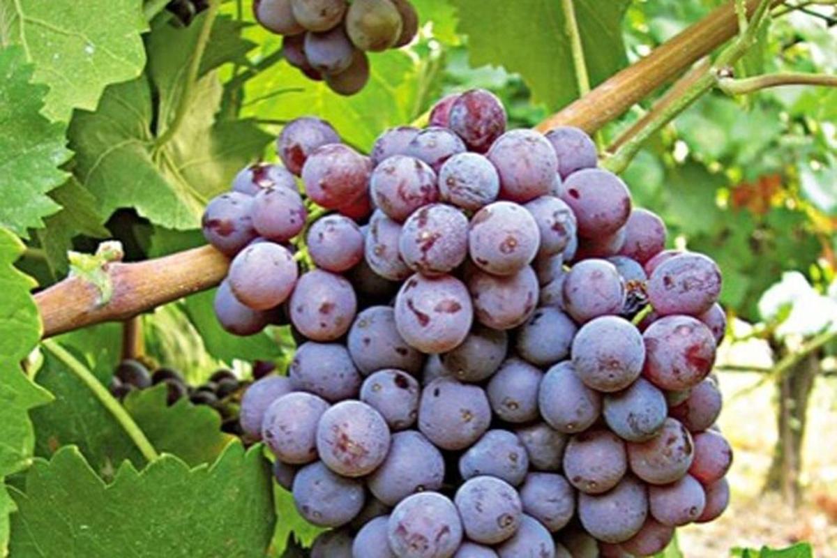 a bunch of purple grapes hanging from a tree