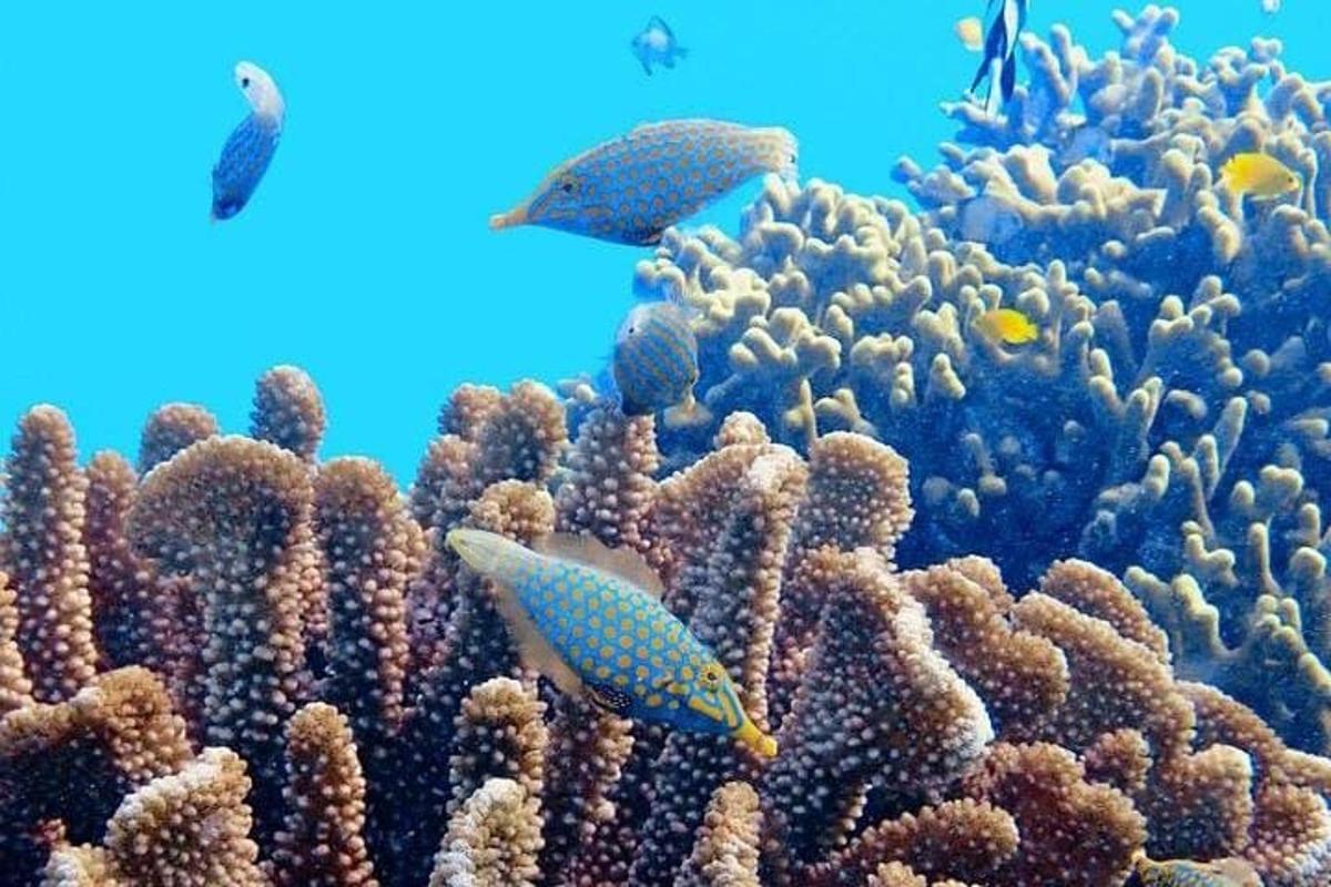una barriera corallina con alcuni pesci nell'oceano