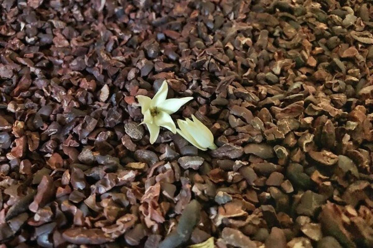 en blomma växer på några stenar