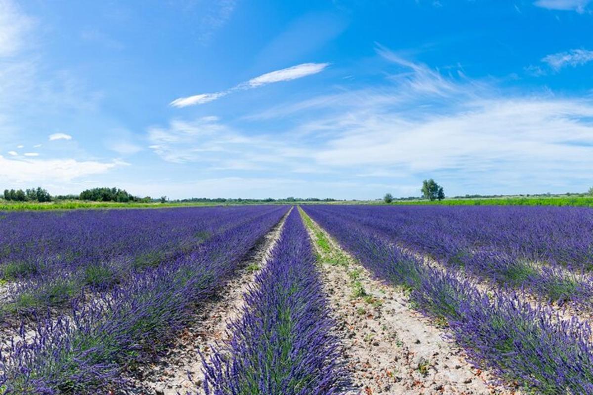 un camp de lavanda a la regió de la Provença