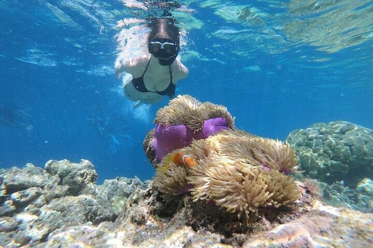 ang isang tao ay lumalangoy sa ibabaw ng coral reef