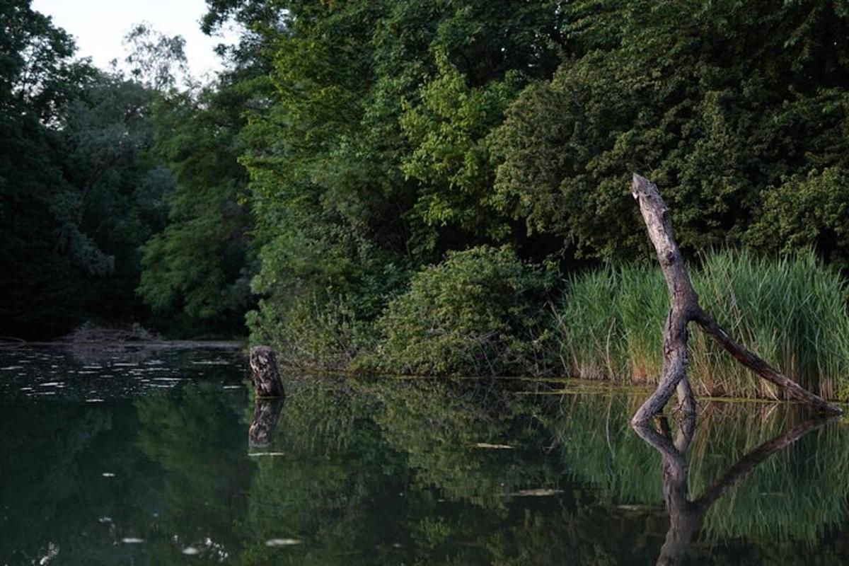 větev stromu ve vodě poblíž lesa