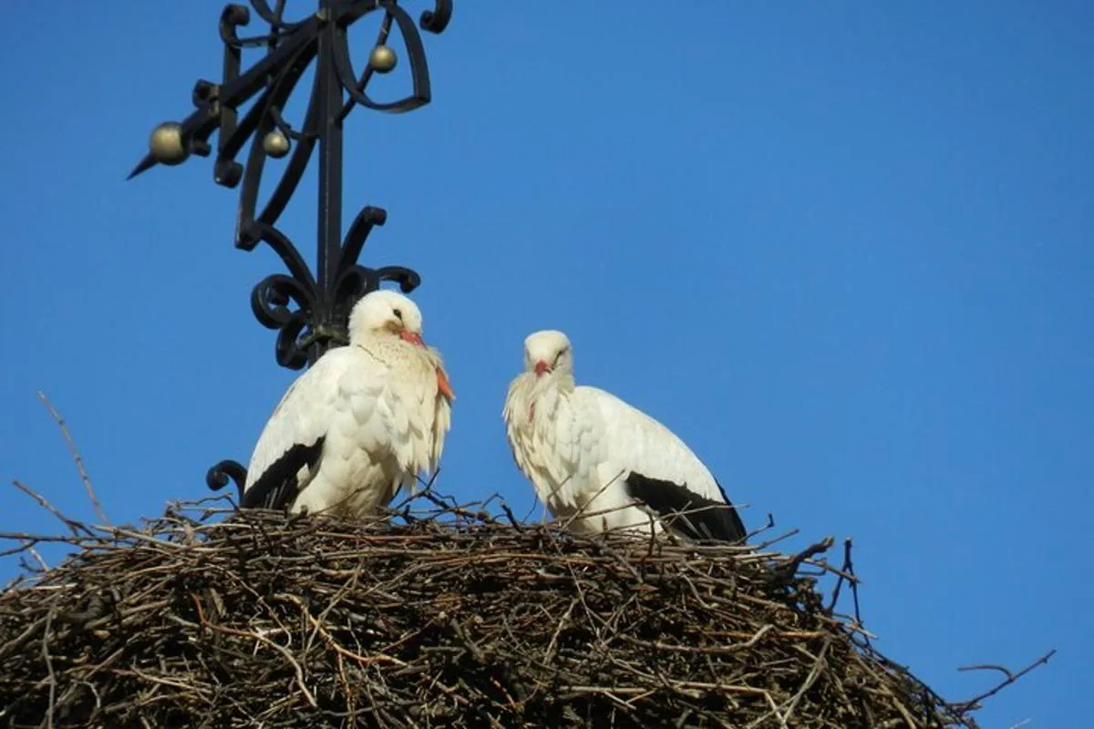 Colmar: Halbtägige Safari-Tour Dörfer & Weinberge mit Weinprobe, 3 h 45 min – Foto 3
