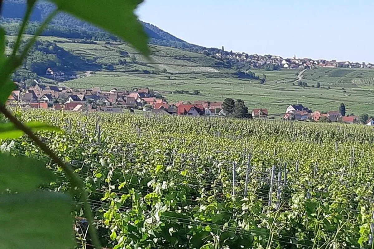 Safari-Tour Villages et vignoble, 1/2 journée après-midi – photo 4