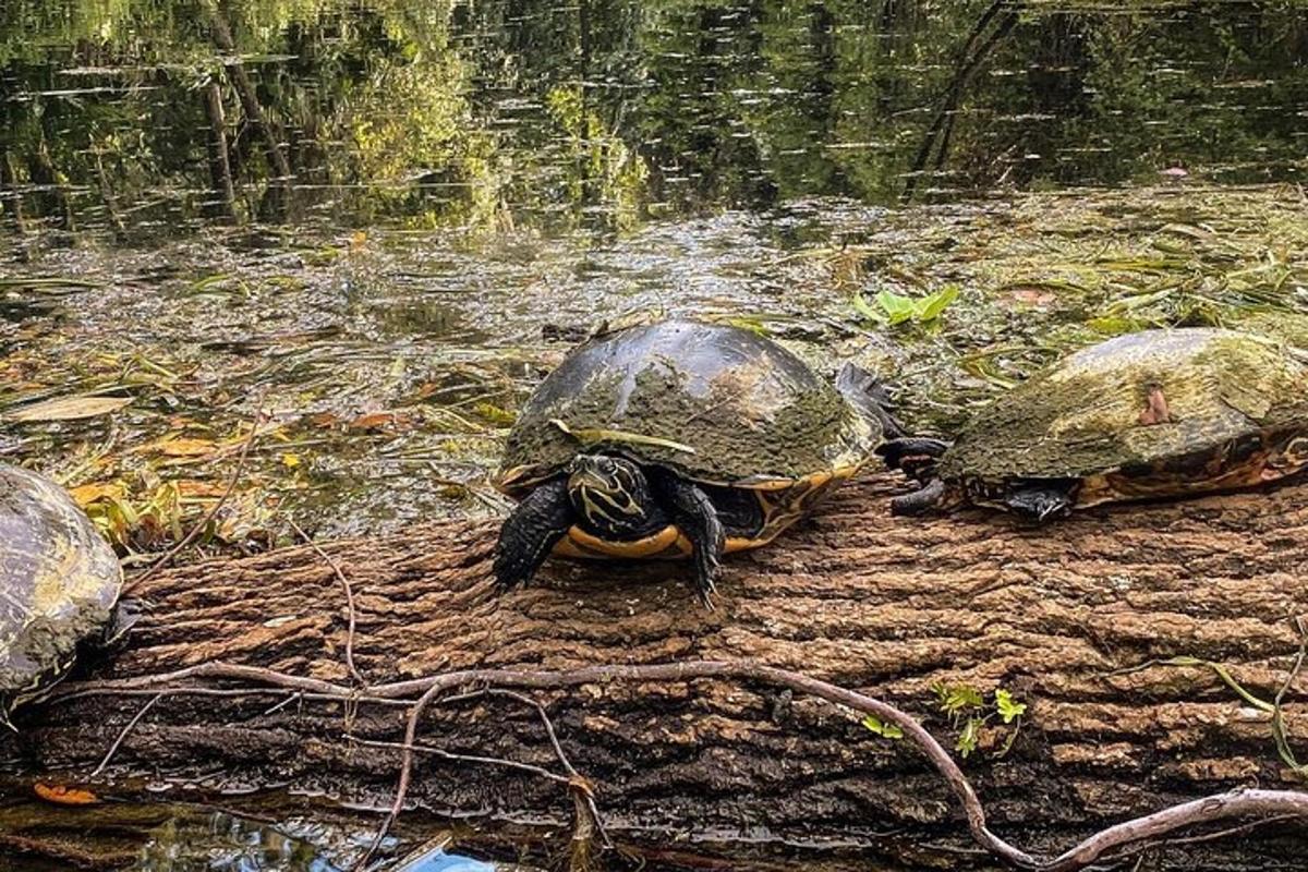 水中の丸太の上に座っている3匹のカメ