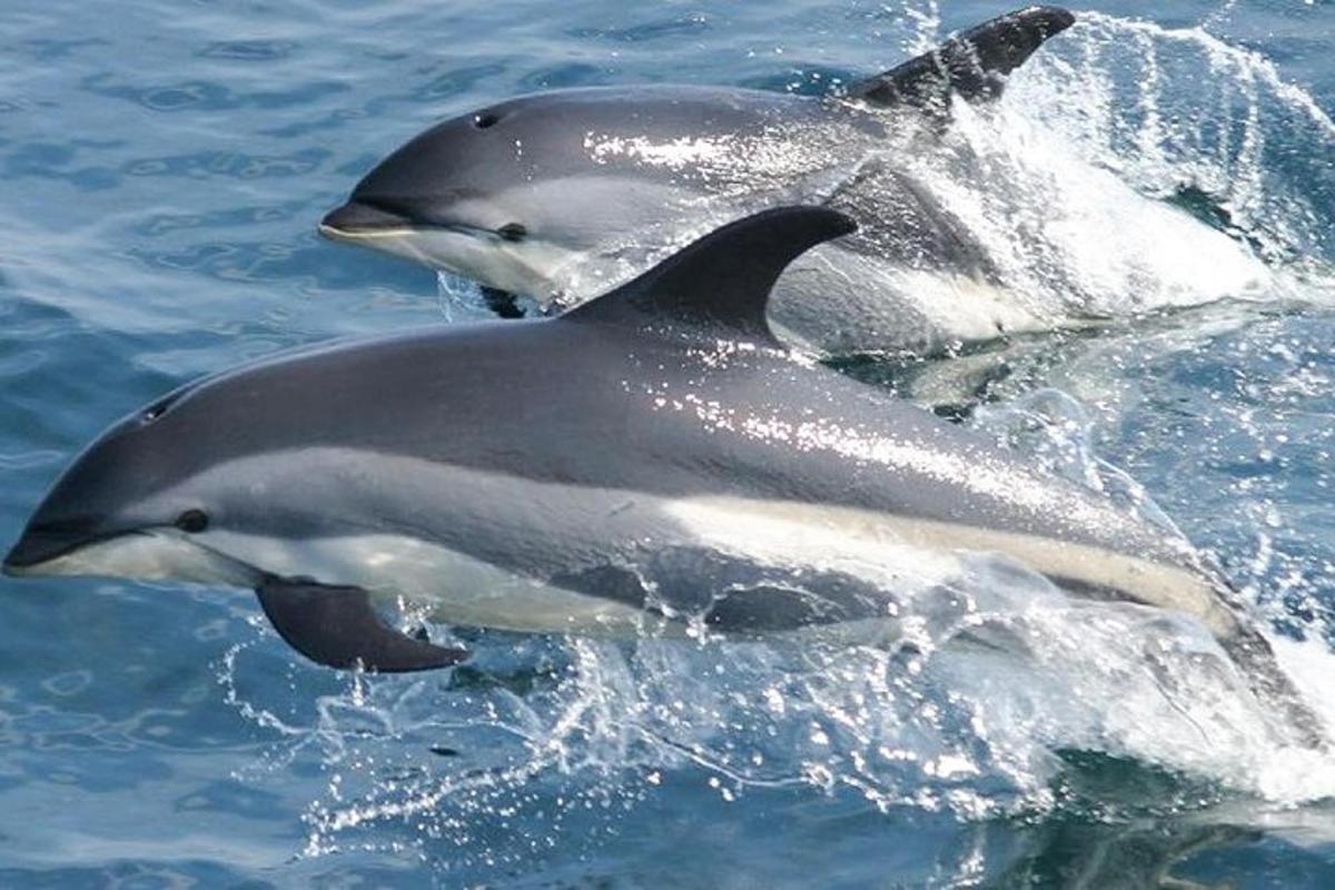 two dolphins playing in the water