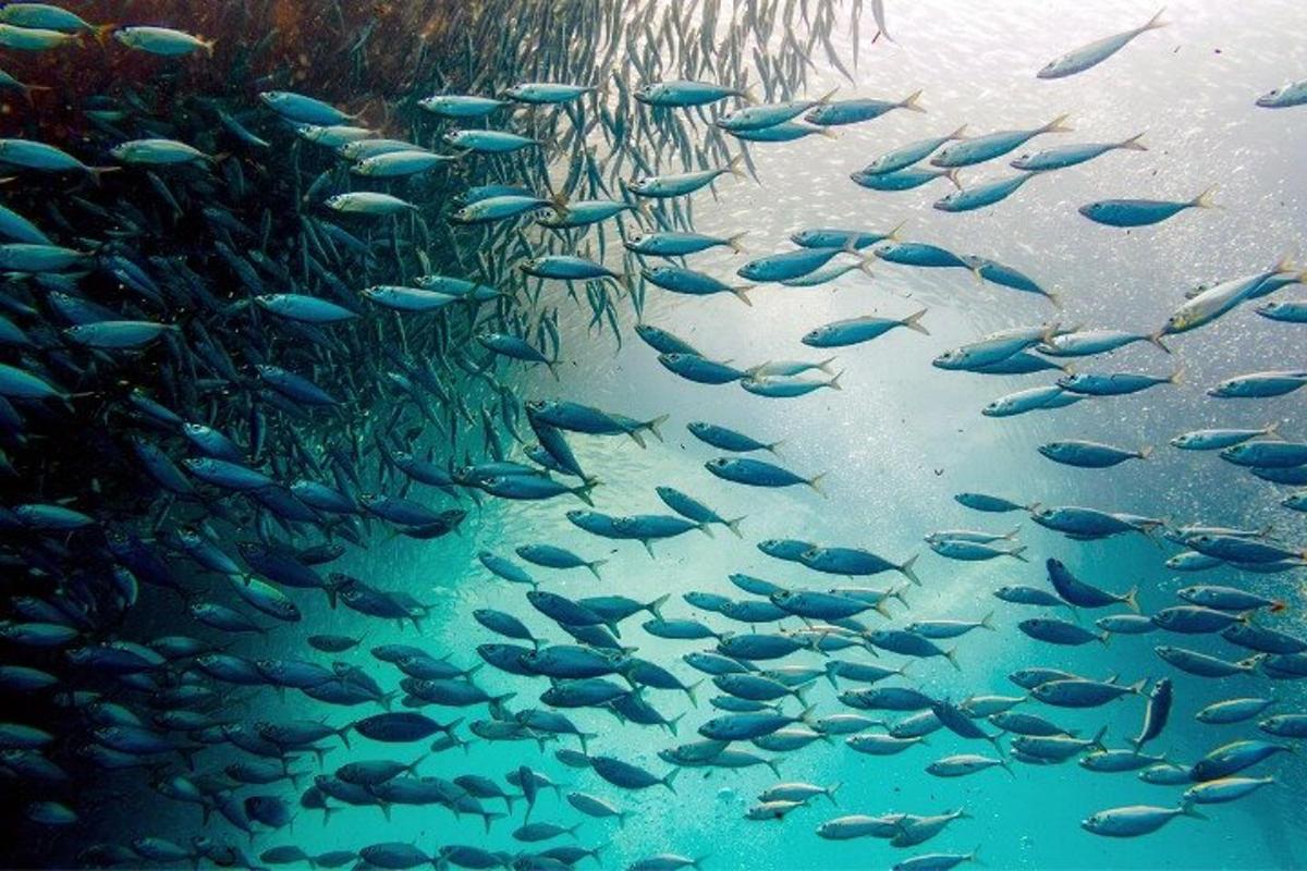 sekelompok besar ikan berenang di air