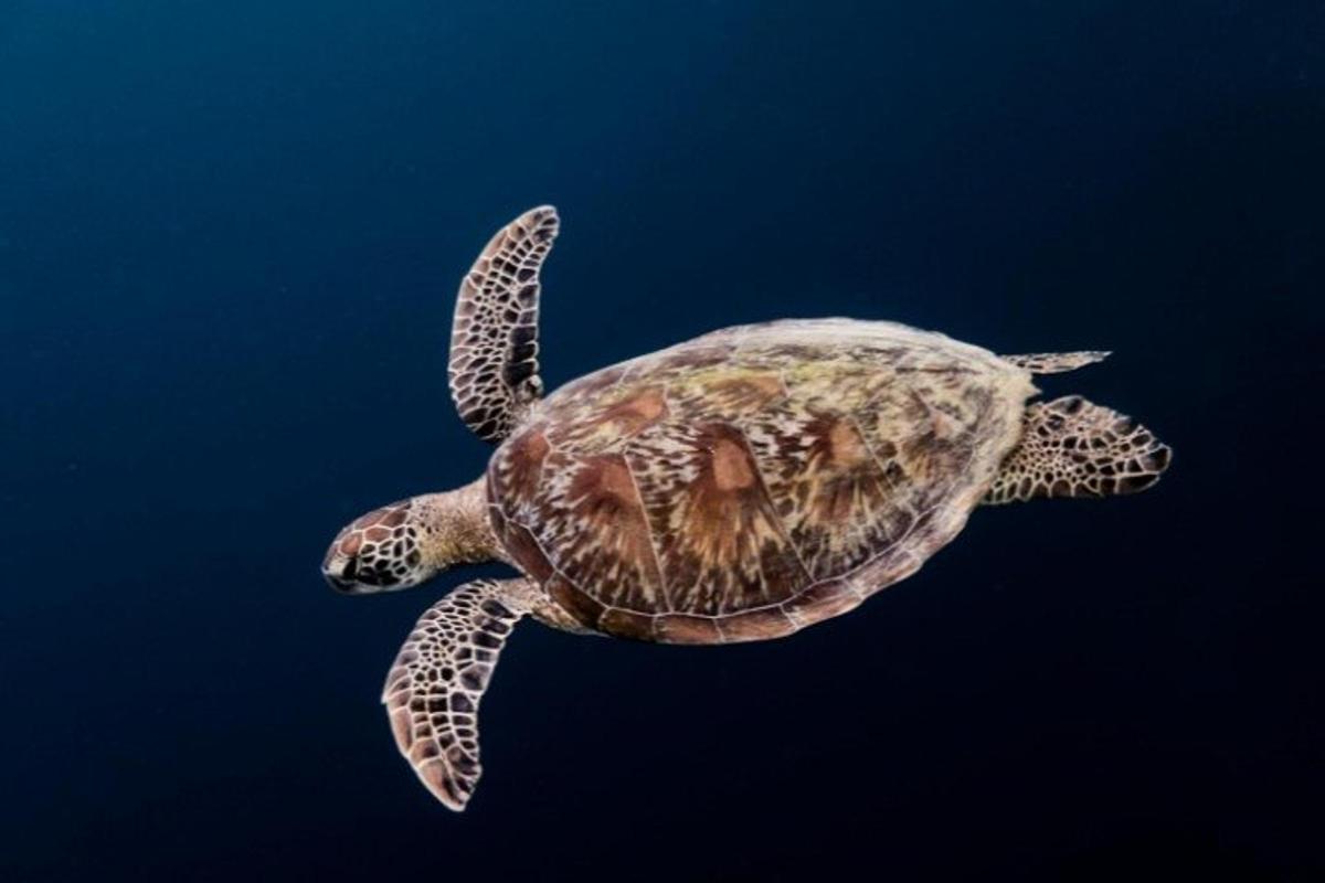 a green sea turtle swimming in the water