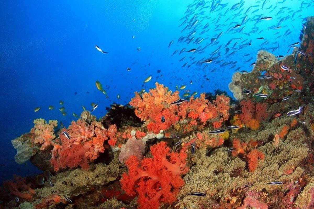 a coral reef with a school of fish in the ocean