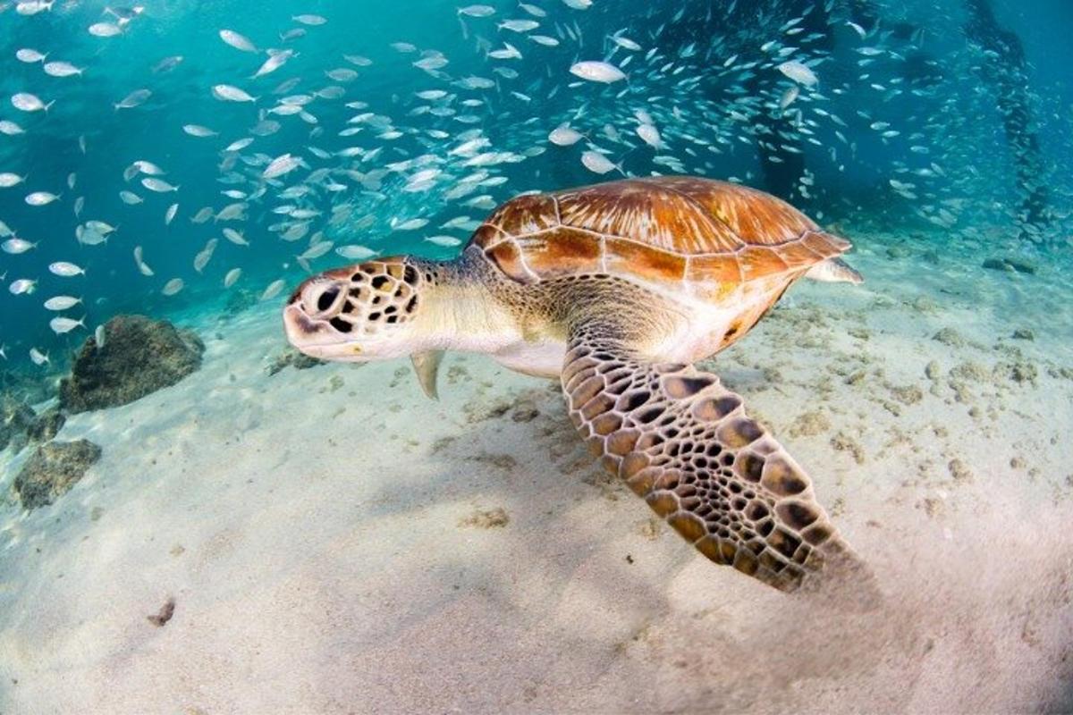seekor penyu hijau berenang di air