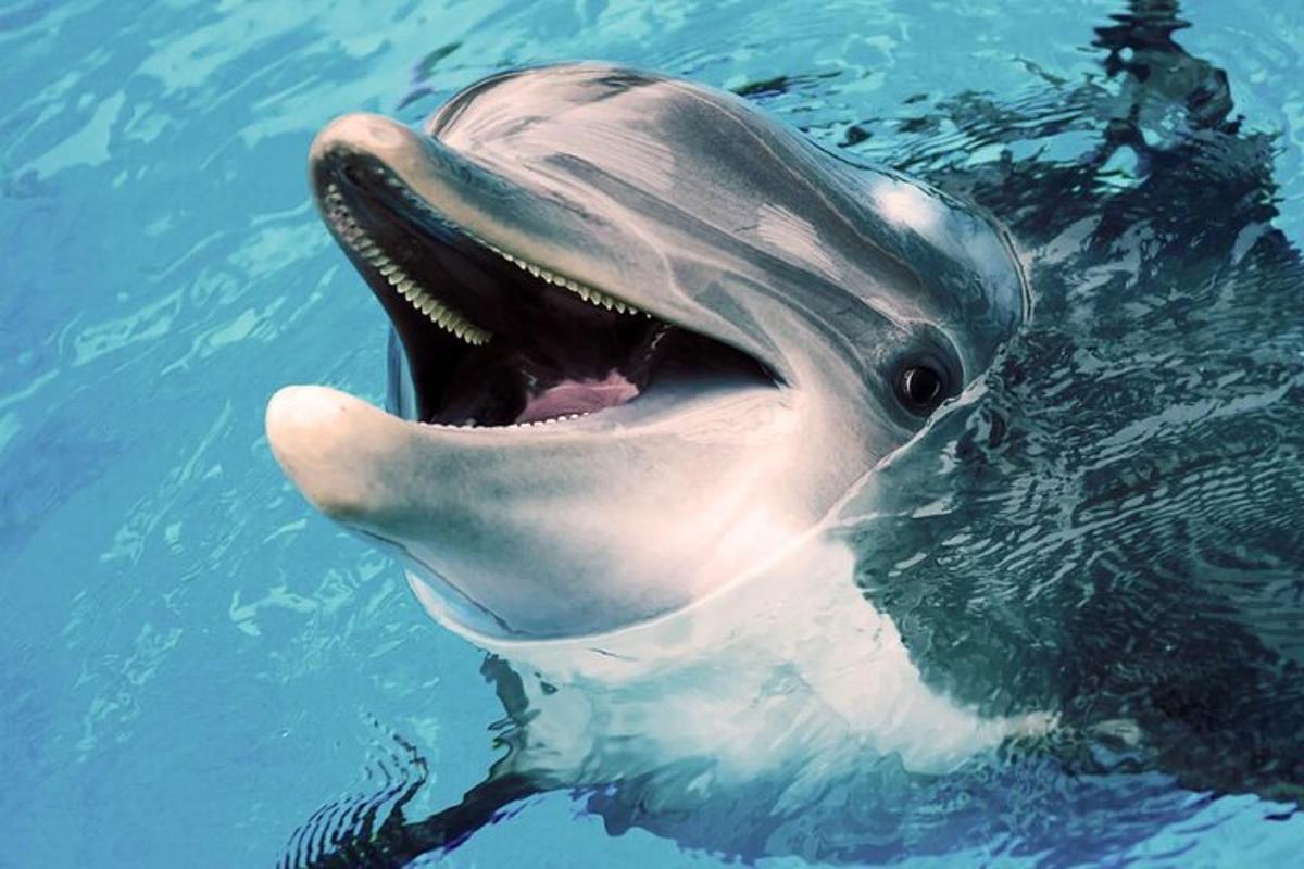 a dolphin in the water with its mouth open